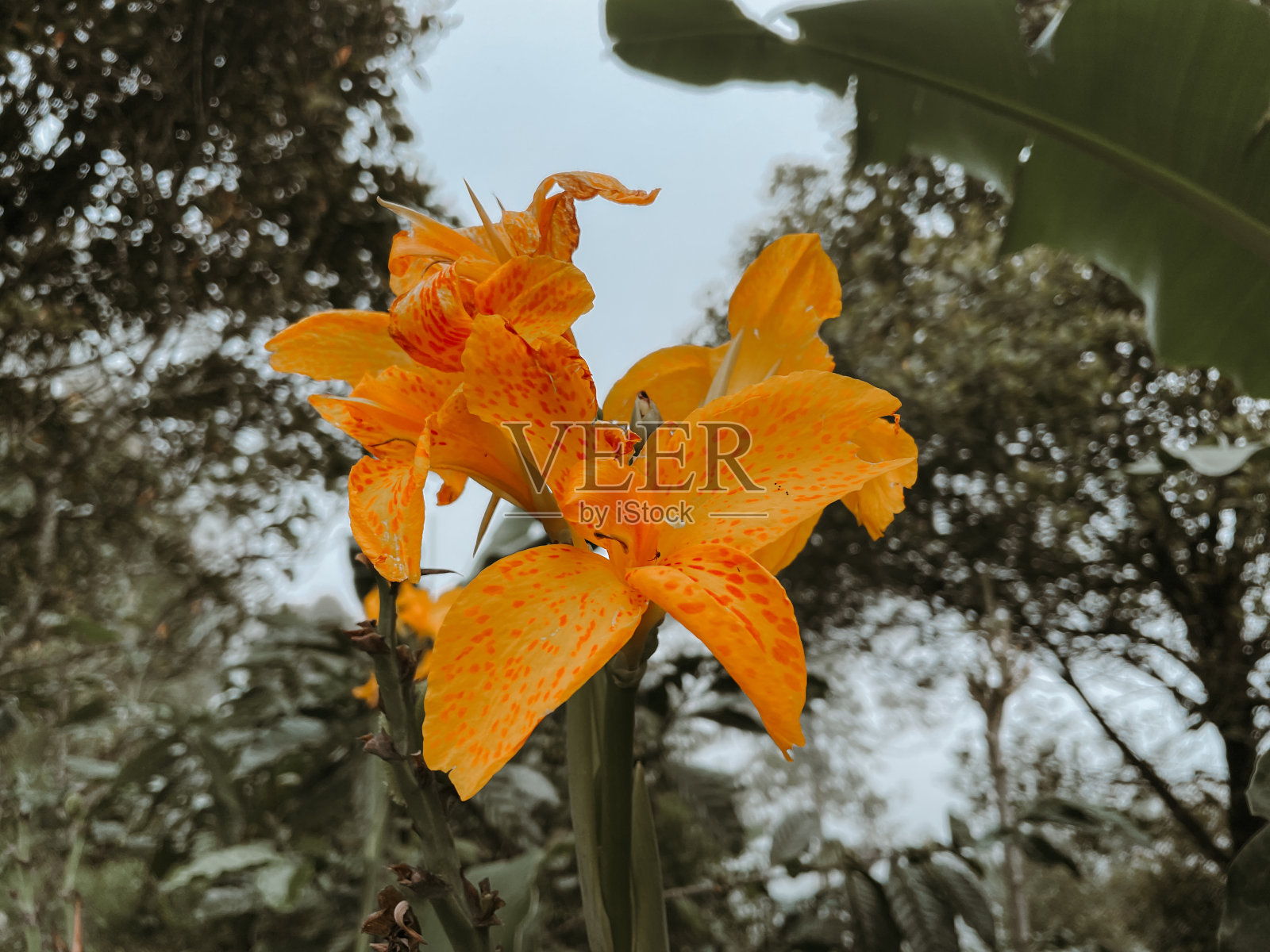 美丽的美人蕉百合与绿叶在背景。黄色的花照片摄影图片