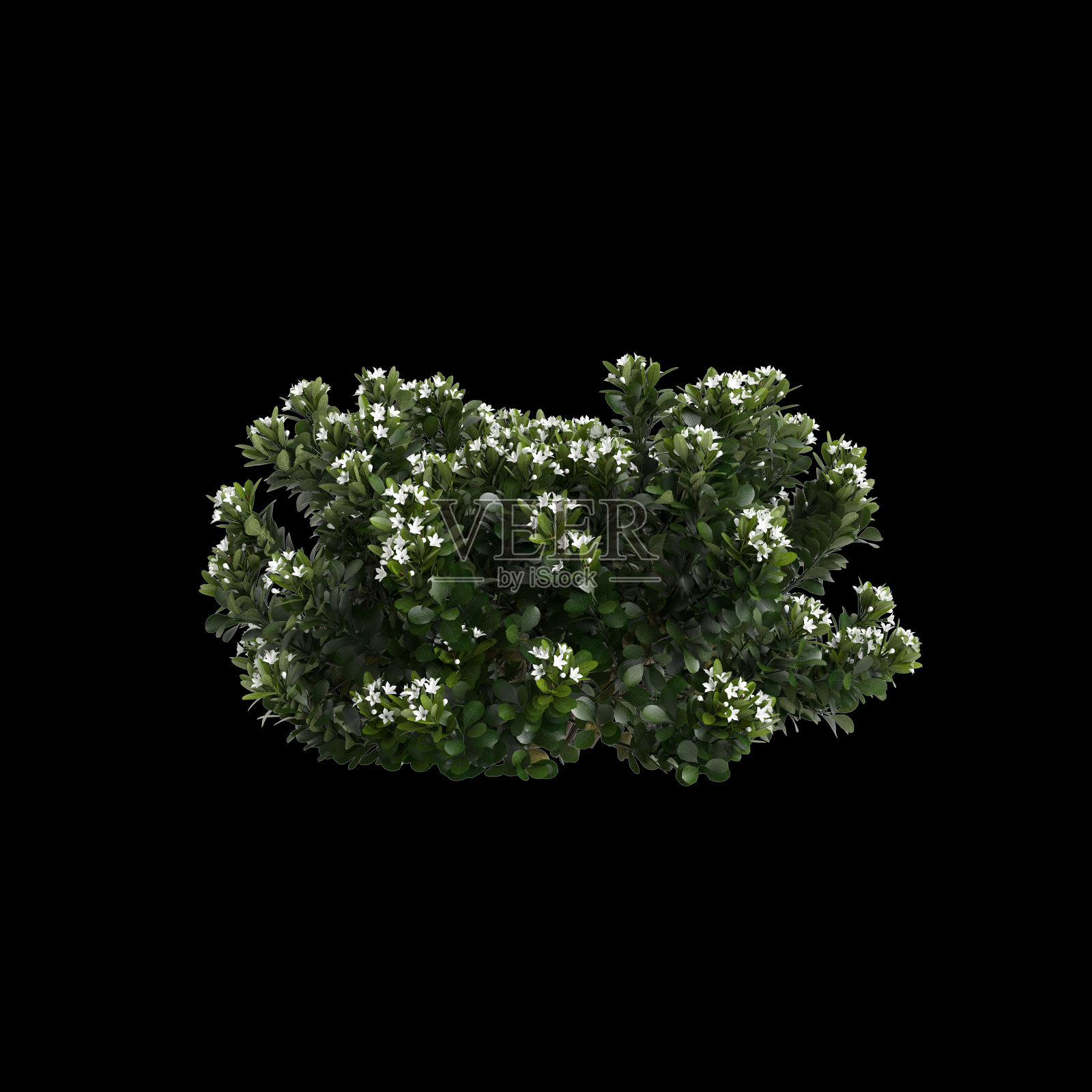 三维插图Rhaphiolepis灌木白色开花孤立在黑色背景照片摄影图片