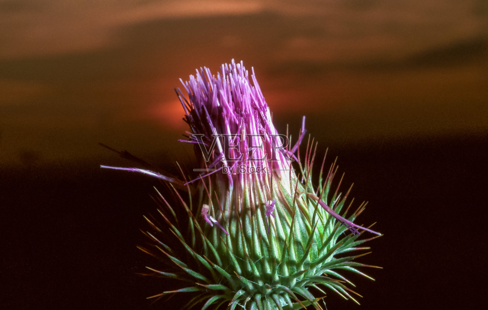 刺蓟(Cirsium vulgare)，紫色的花在日落的背景照片摄影图片