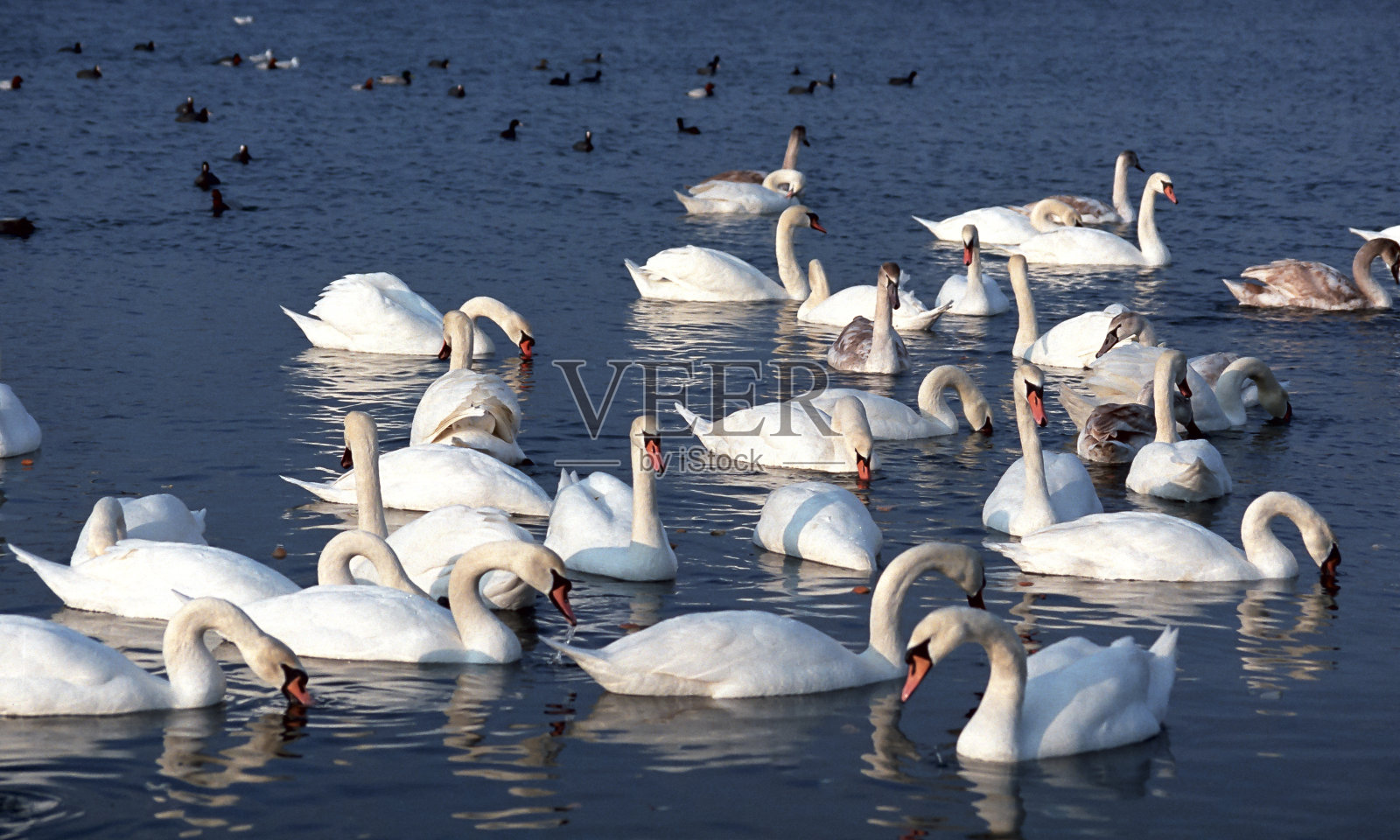 春天，一群成年白天鹅在海里游泳照片摄影图片
