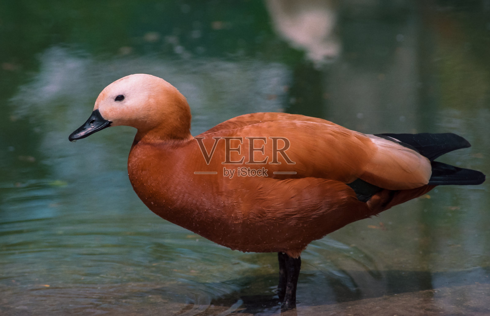 在敖德萨动物园，一只鸟站在湖中照片摄影图片