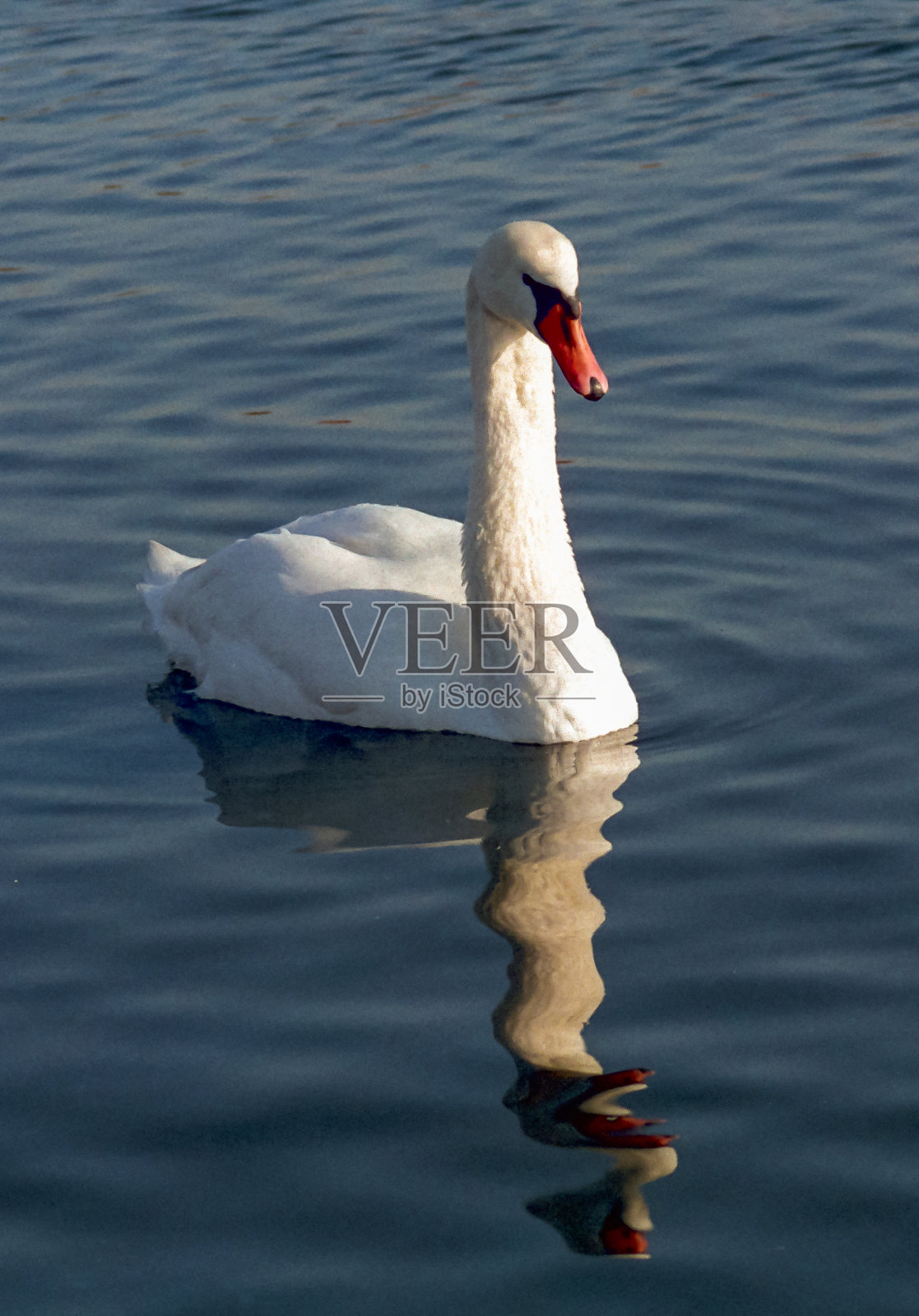 疣鼻天鹅(Cygnus color)，一只长着红色喙的成年鸟在海里游泳照片摄影图片