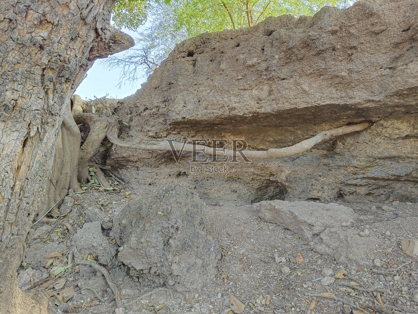 树的根照片摄影图片