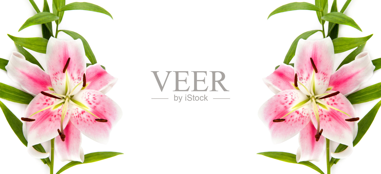 娇嫩的粉红色百合花孤立在白色的花萼上。拼贴画。宽的照片。有文字的空闲空间。照片摄影图片