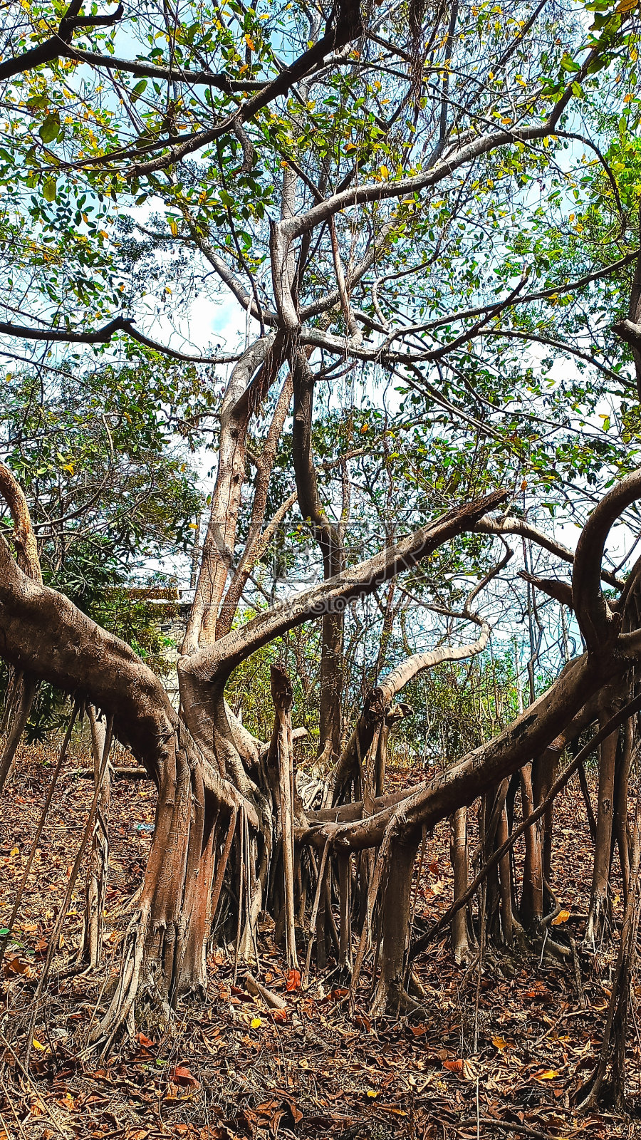 稀有而崇高的树木照片摄影图片