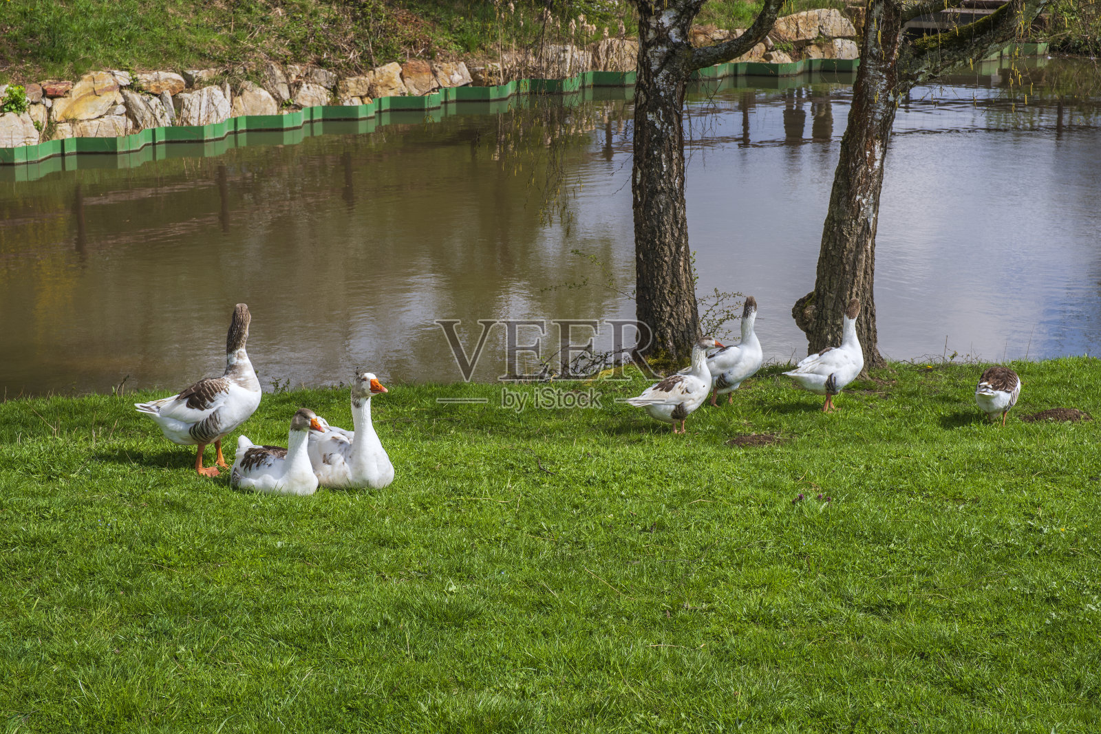 池塘边的鹅照片摄影图片