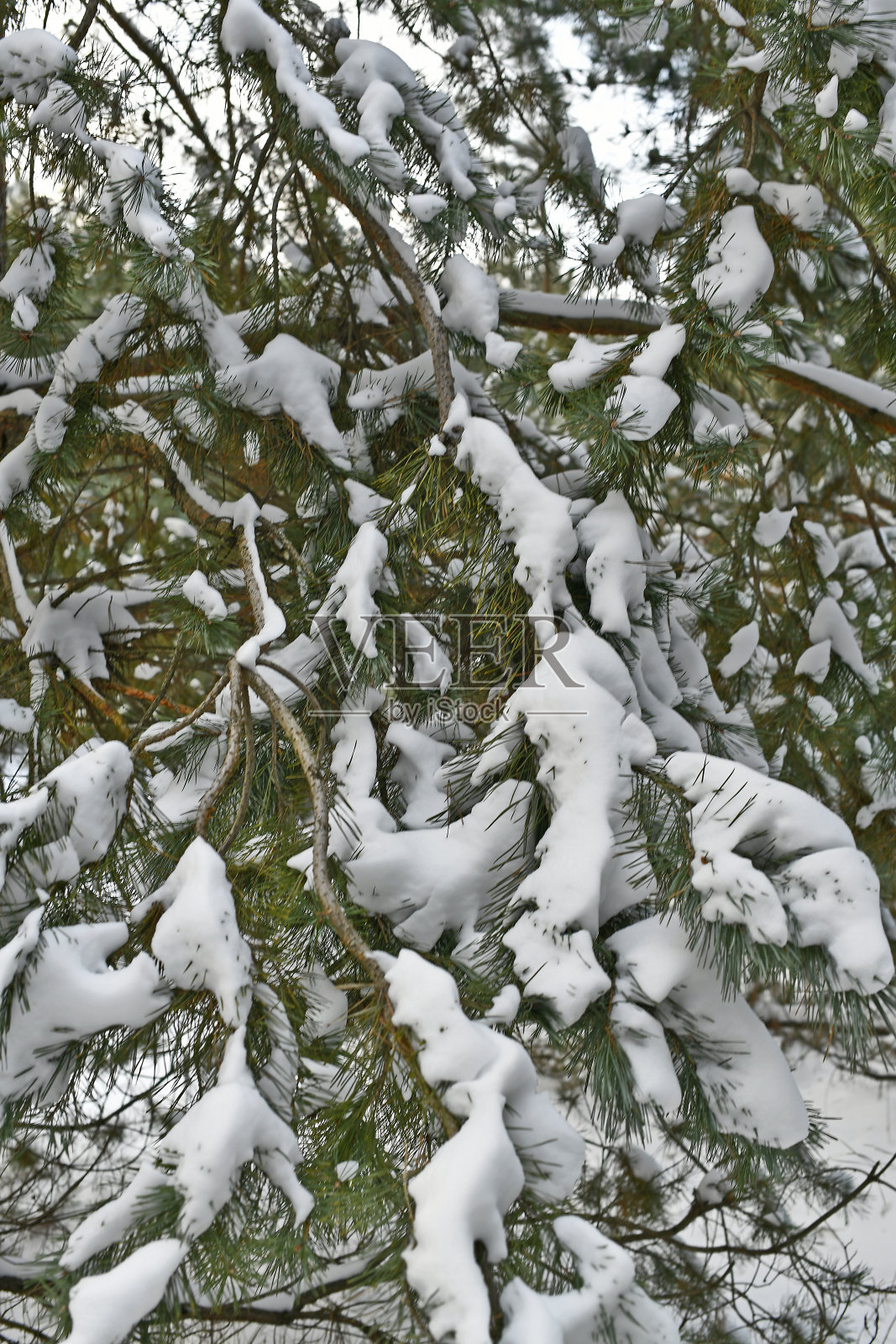 白雪覆盖的云杉树。照片摄影图片