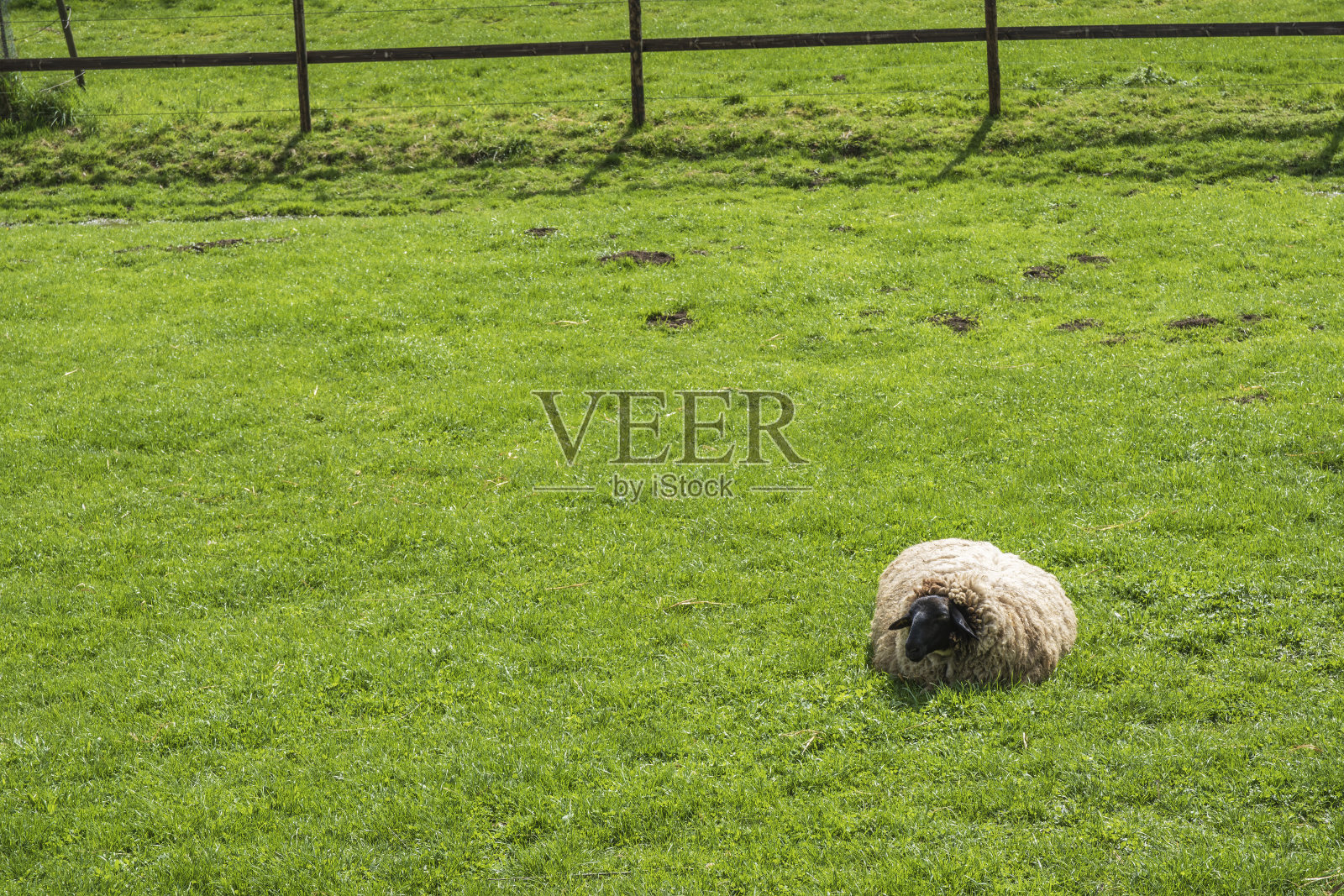 牧场上的羊照片摄影图片