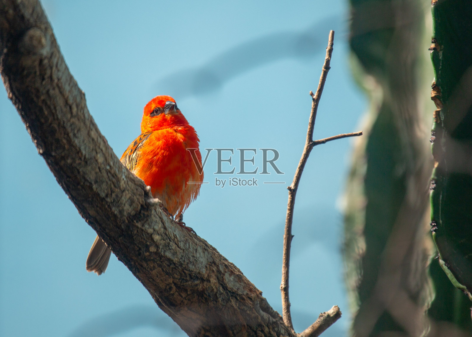 马达加斯加的红狐猴(马达加斯加狐猴)照片摄影图片