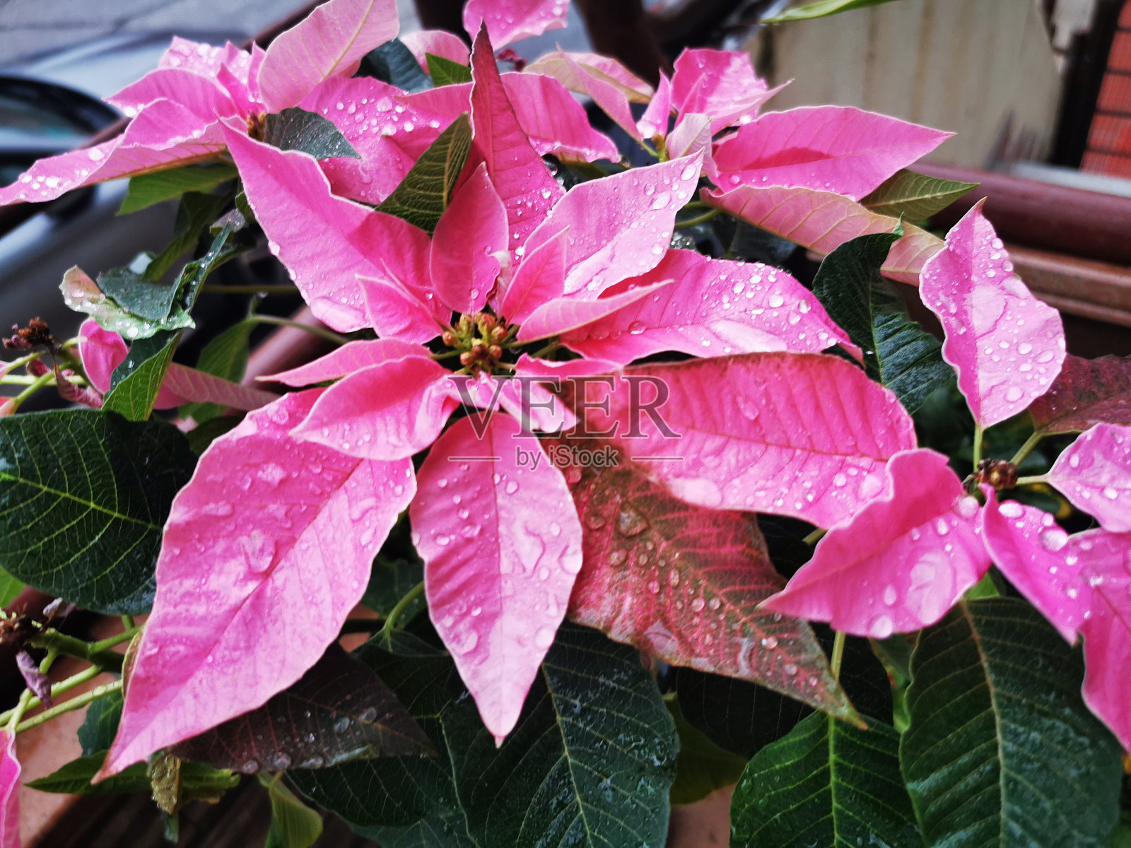 粉红色的圣诞花照片摄影图片