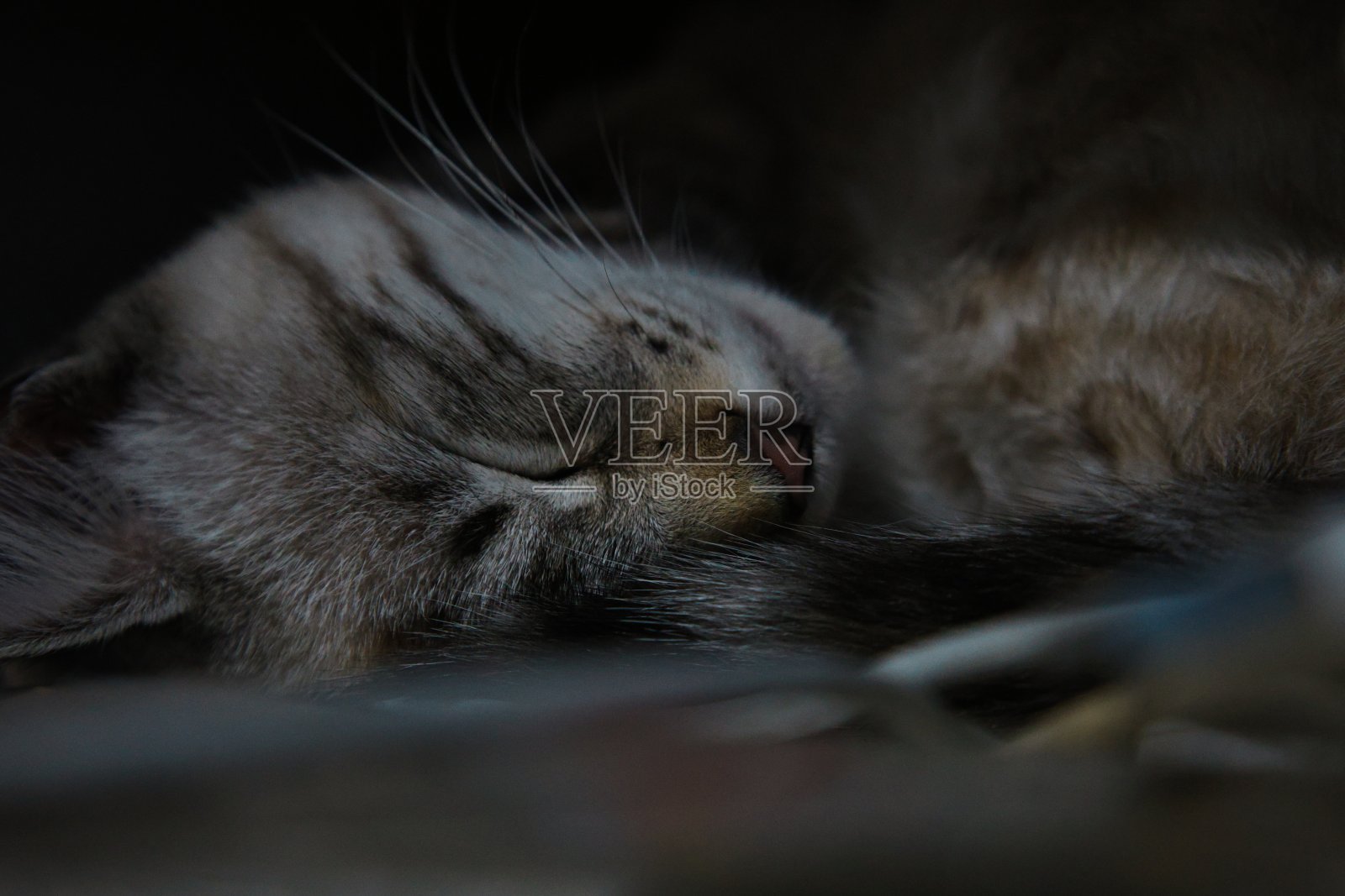 心满意足的猫平静地睡着了，头在中间休息，眼睛轻轻地闭上照片摄影图片