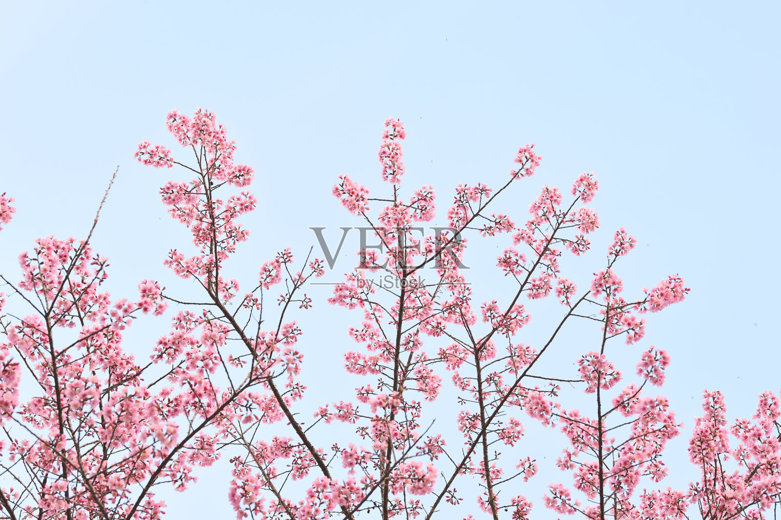 Phaya suae花照片摄影图片