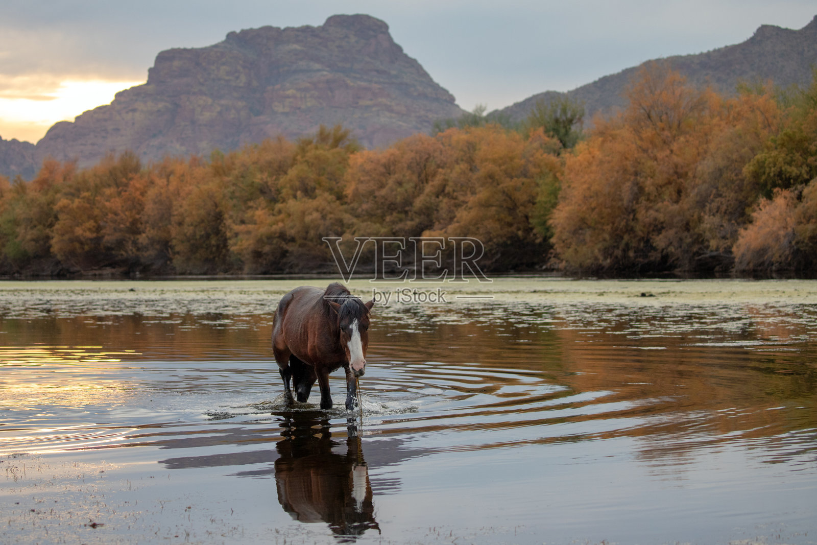 一匹黑褐色的野马在美国亚利桑那州梅萨附近的盐河上散步照片摄影图片