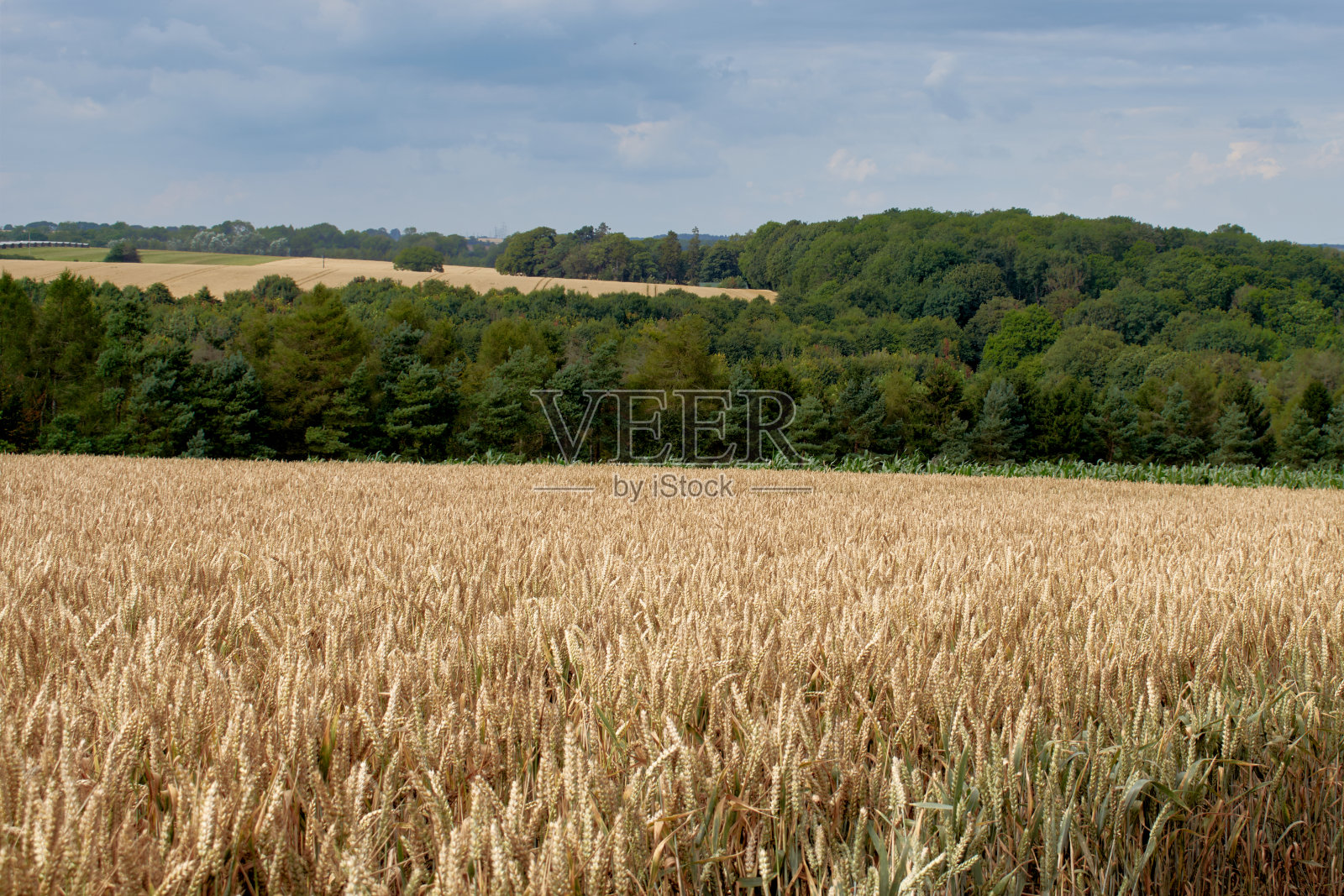 格洛斯特郡乡间的麦田照片摄影图片