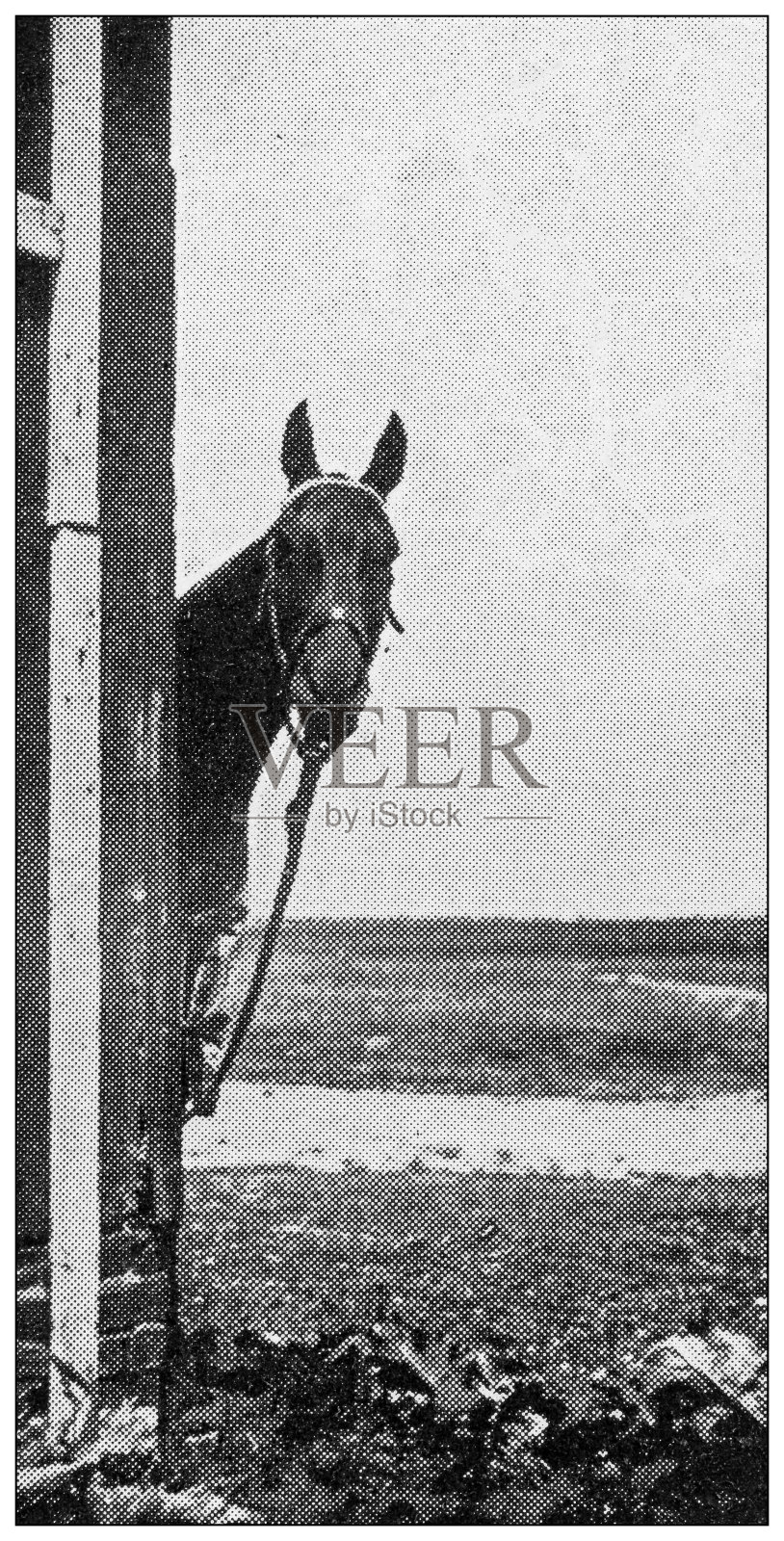 1897年的运动和消遣:看着相机的马插画图片素材