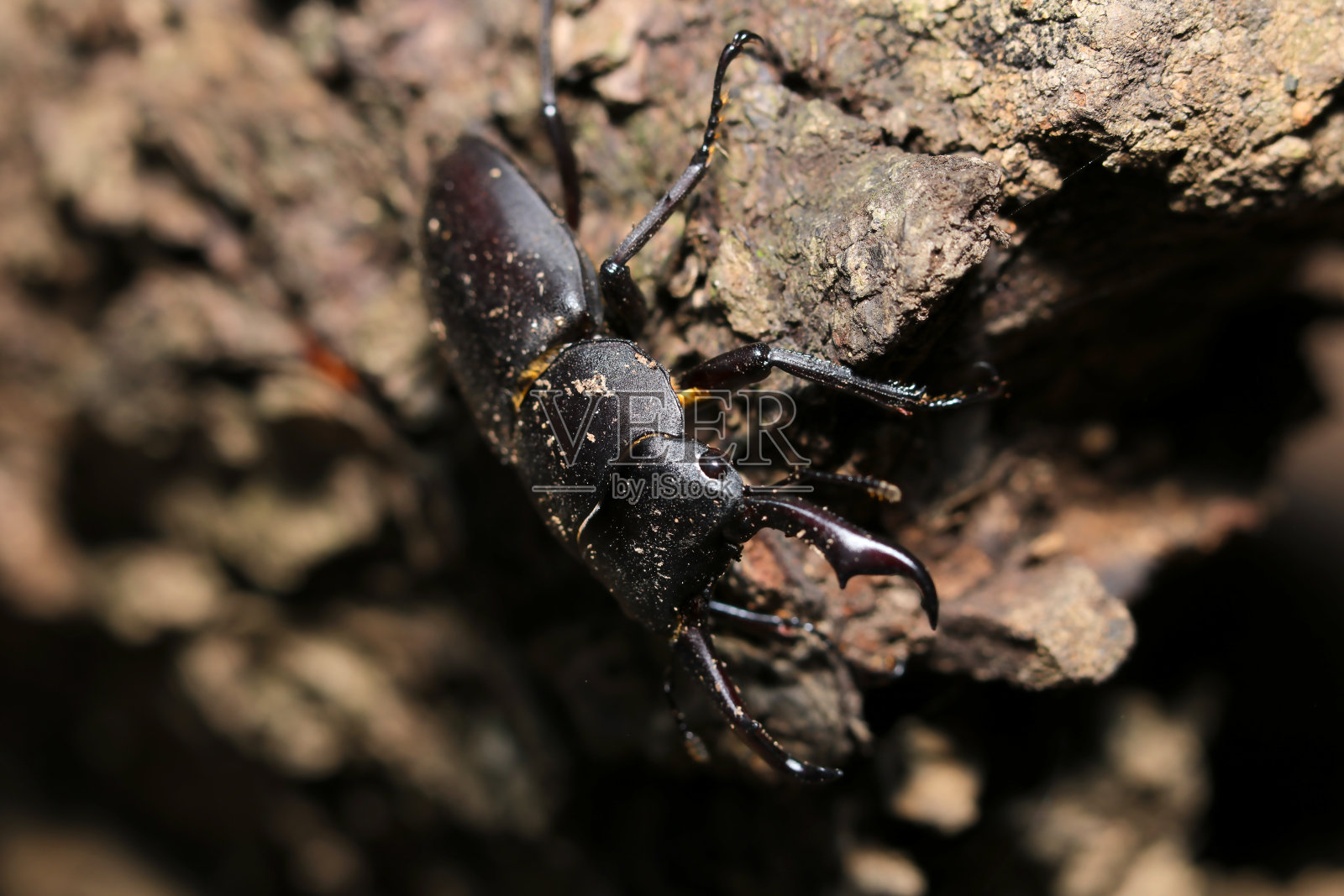 刚从冬眠中出来的愤怒的小雄鹿甲虫(Kokuwagata，雄性，Dorcus rectus)(自然+闪光灯，微距特写摄影)照片摄影图片