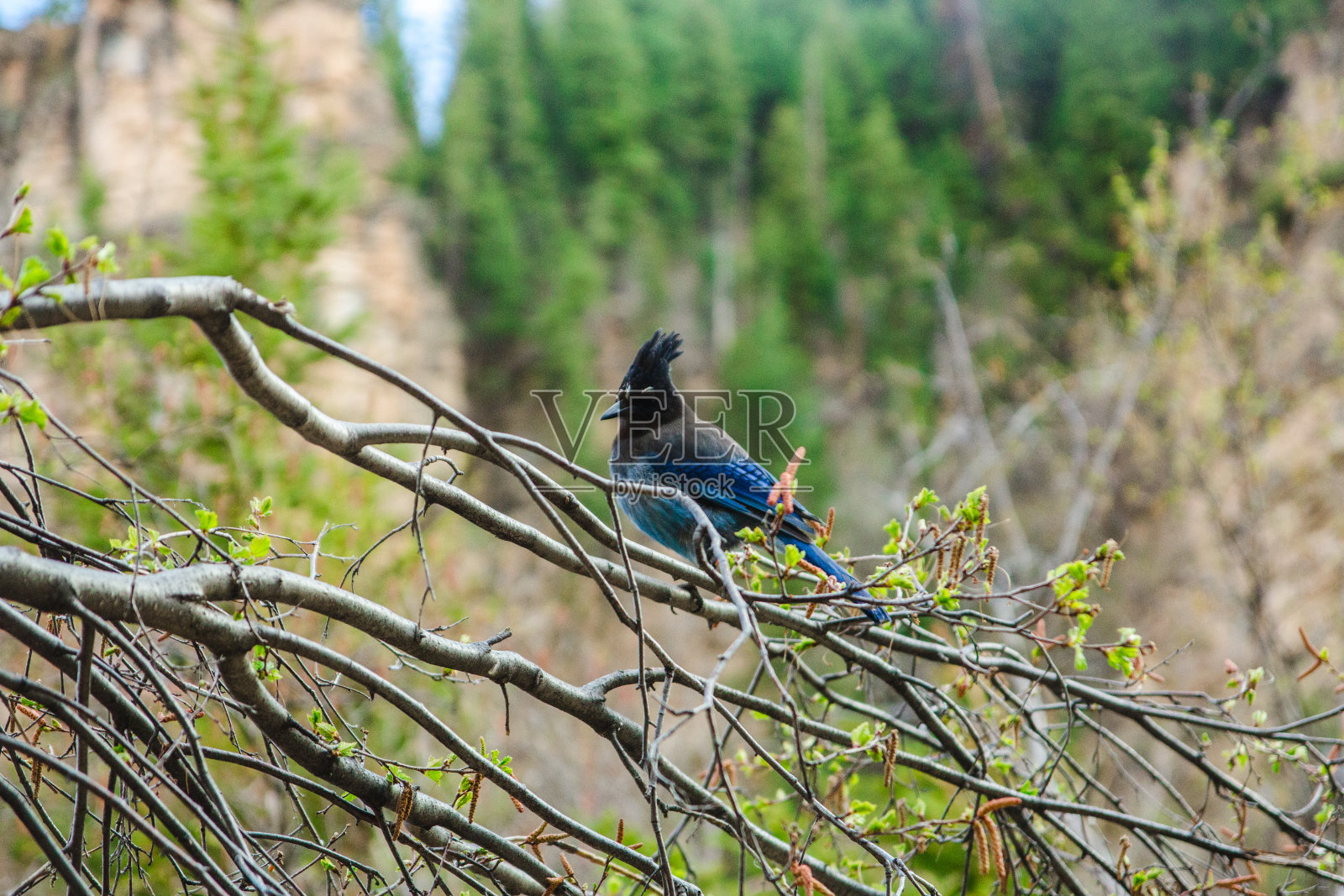 美国科罗拉多州春季悬湖附近的鸟照片摄影图片