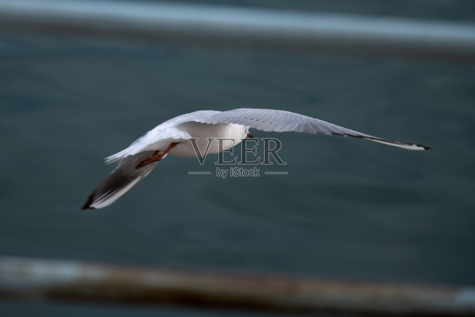 Seagul照片摄影图片