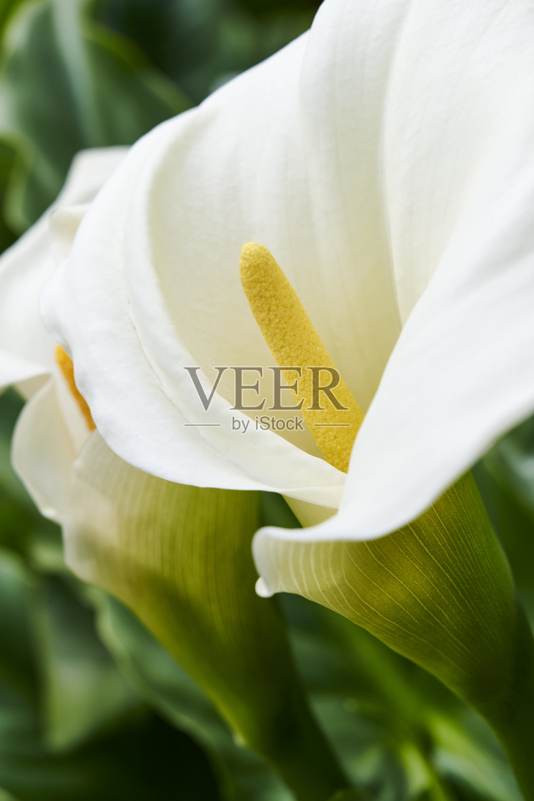 马蹄莲照片摄影图片