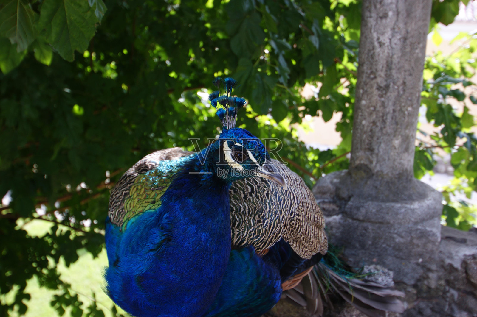 鸟类植物孔雀科植物学喙照片摄影图片