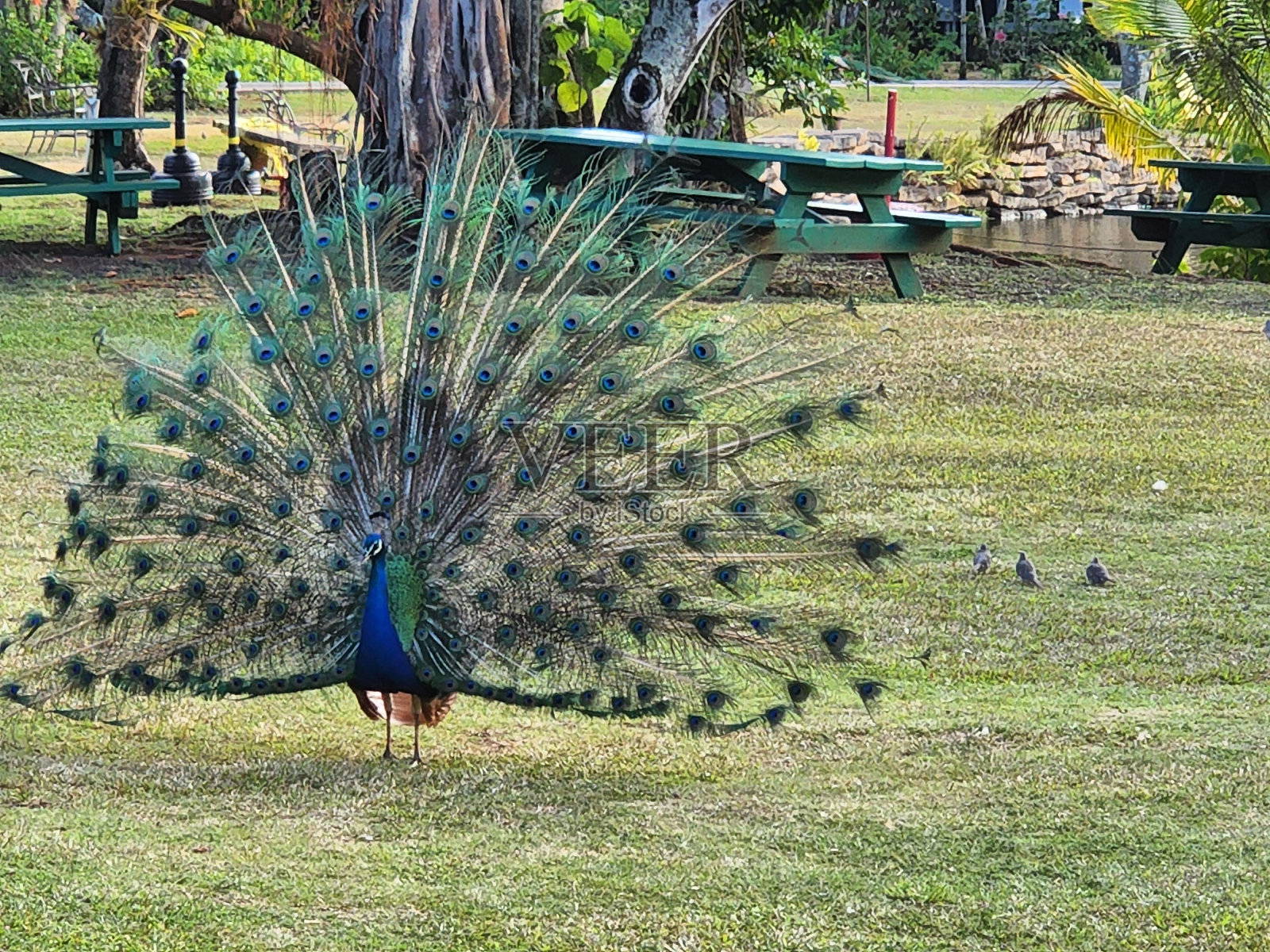 孔雀鸟植物水蚤科天然材料树照片摄影图片