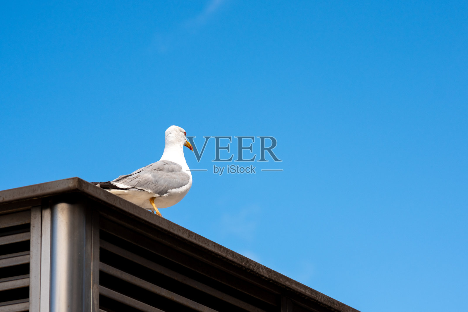 海鸥飞过蔚蓝的夏日天空。阿斯图里亚斯。西班牙。照片摄影图片