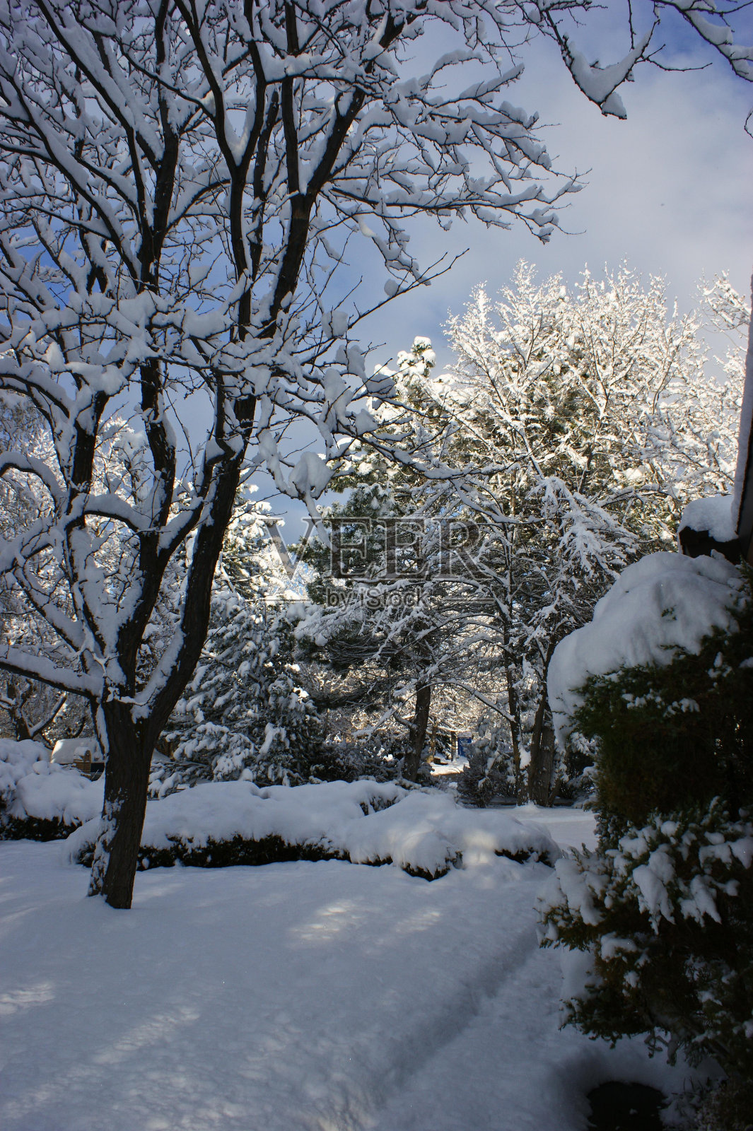 雪天植物木自然景观科照片摄影图片