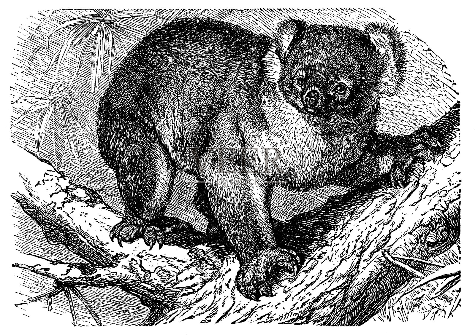 考拉熊(Phascolarctos Cinereus) - 19世纪插画图片素材
