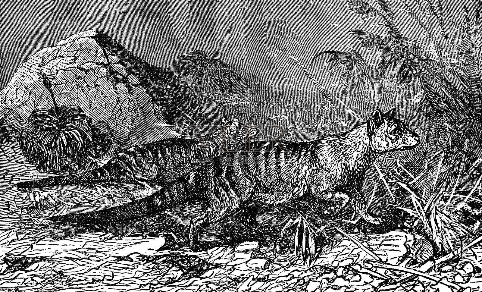 塔斯马尼亚狼(袋狼)- 19世纪插画图片素材