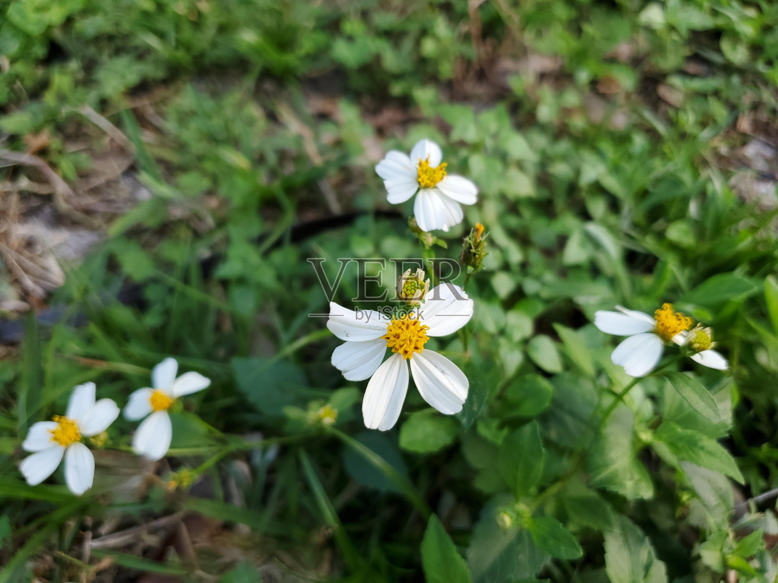花卉植物花瓣陆生植物草地被植物照片摄影图片