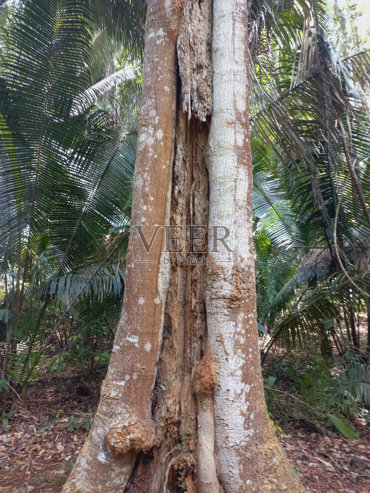 植物乔木陆生植物树干丛属生物群系照片摄影图片
