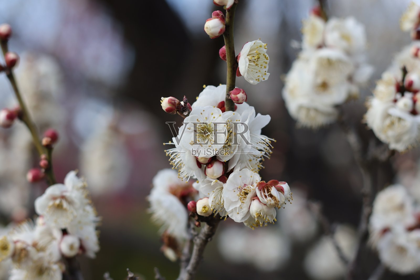李子照片摄影图片