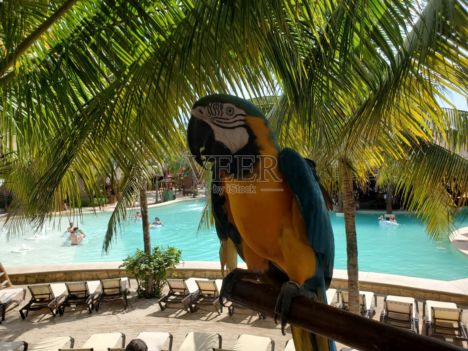 水鸟脊椎动物金刚鹦鹉喙鹦鹉照片摄影图片