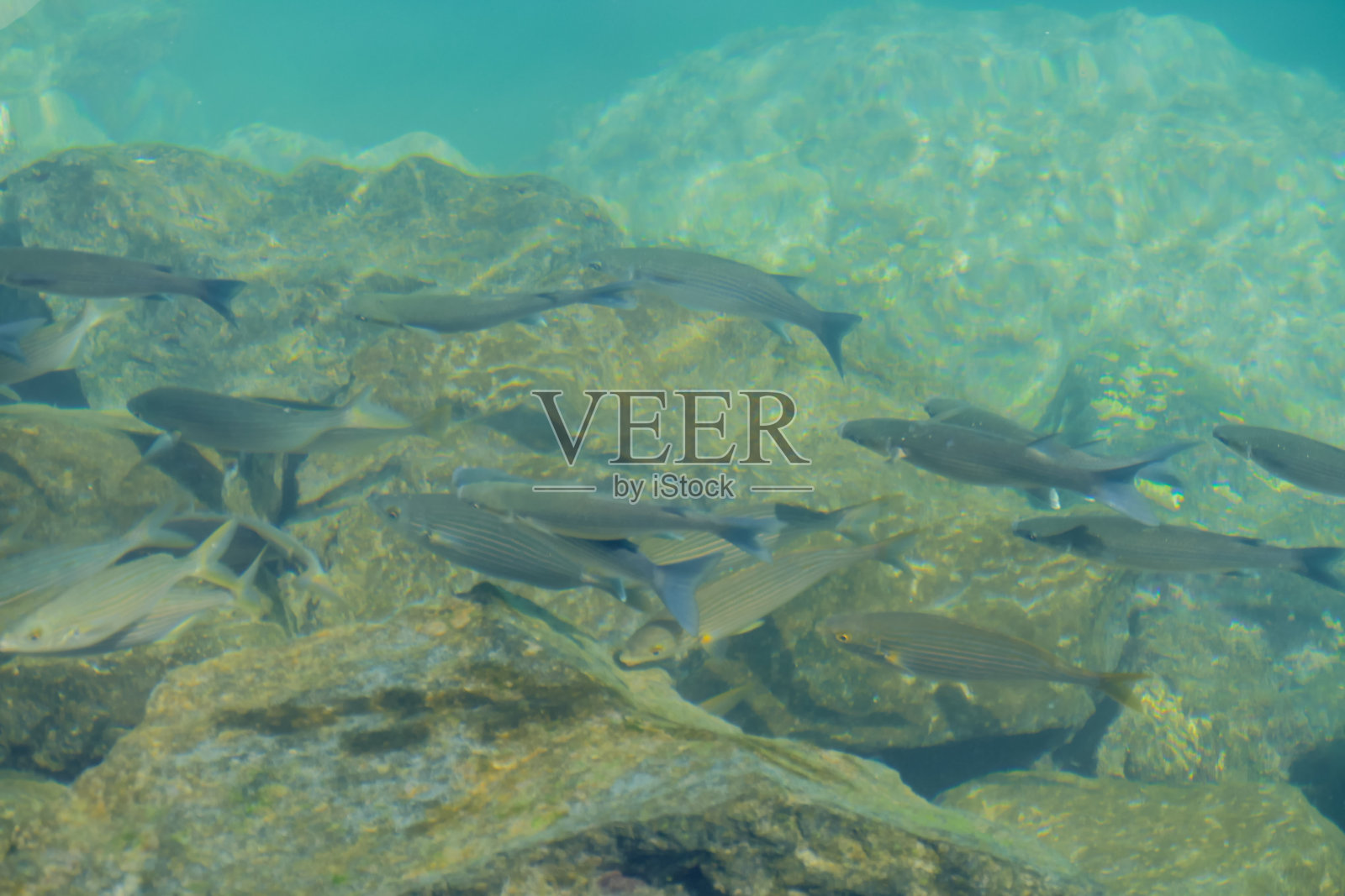 照片图片双鱼座的许多鱼的形象，鱼的背景照片摄影图片