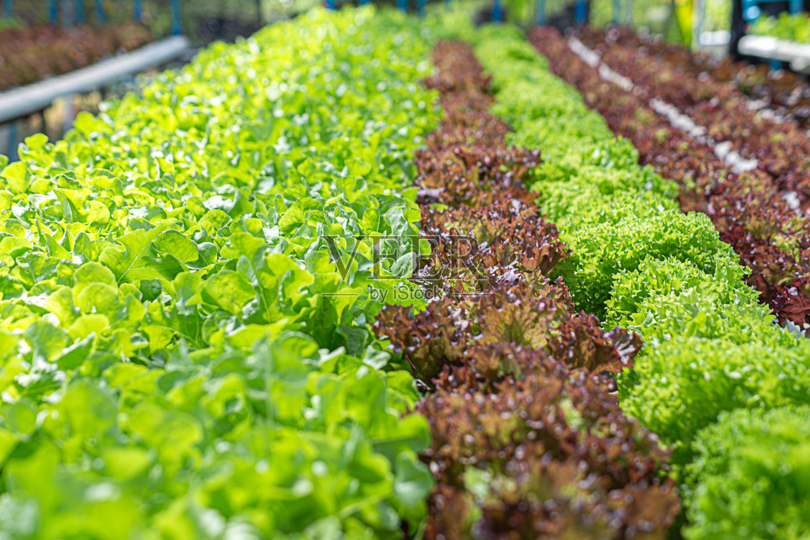 田间蔬菜生菜新鲜有机农场。近距离水培蔬菜种植园绿色沙拉栽培农场。绿色农场的绿色橡树生菜沙拉。沙拉农场蔬菜绿橡树生菜田照片摄影图片