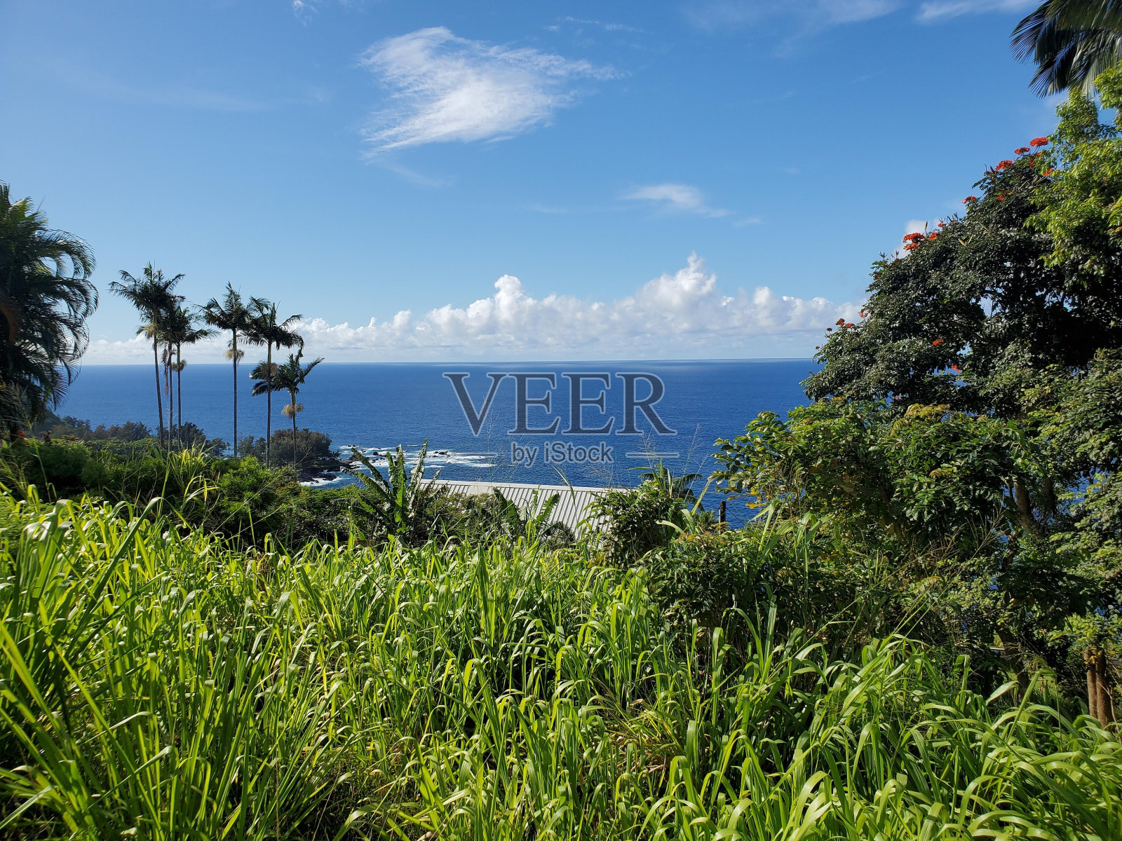 云天水植物白天植物群落照片摄影图片