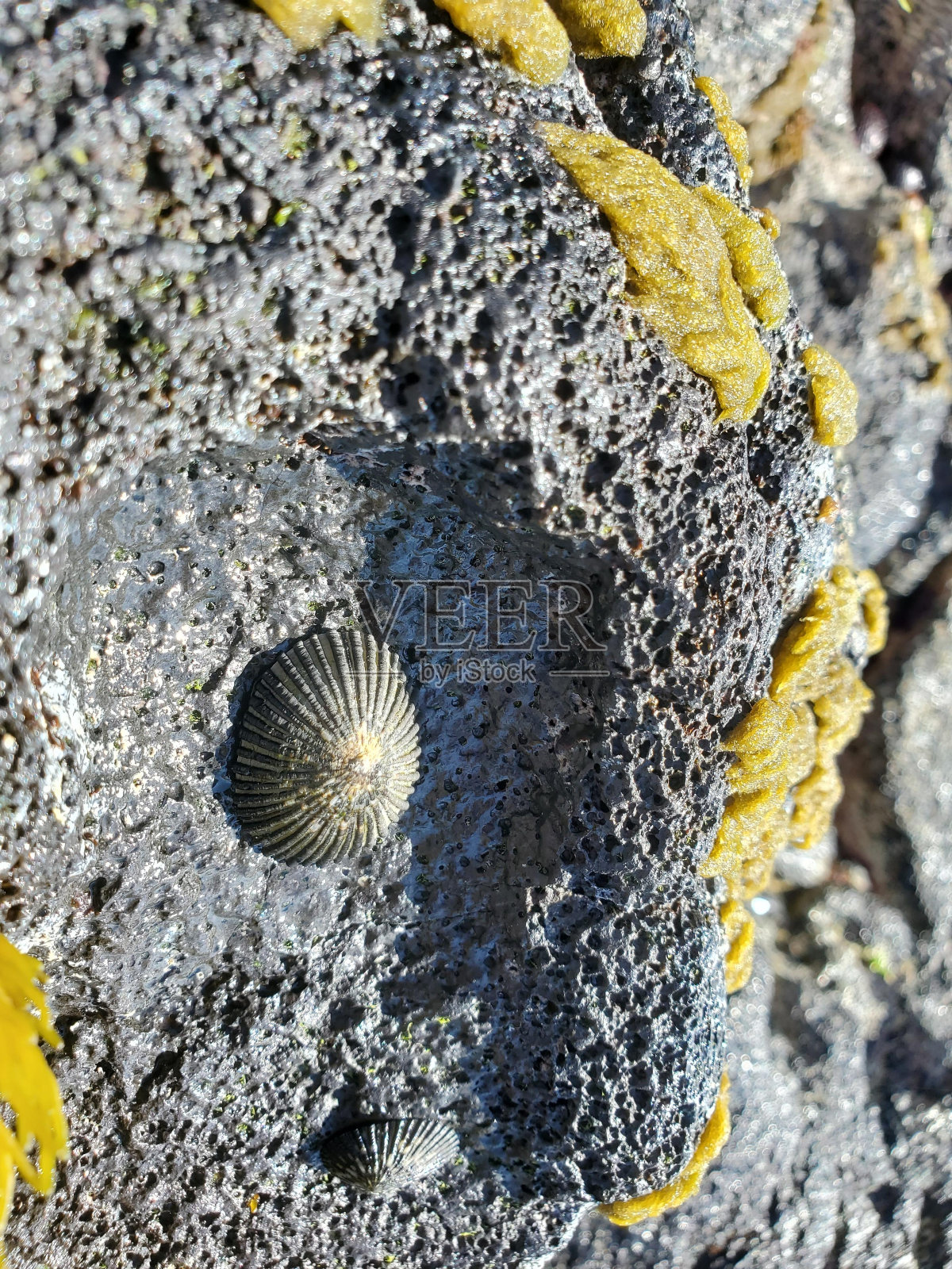 黄色基岩特写电蓝色土壤岩石照片摄影图片