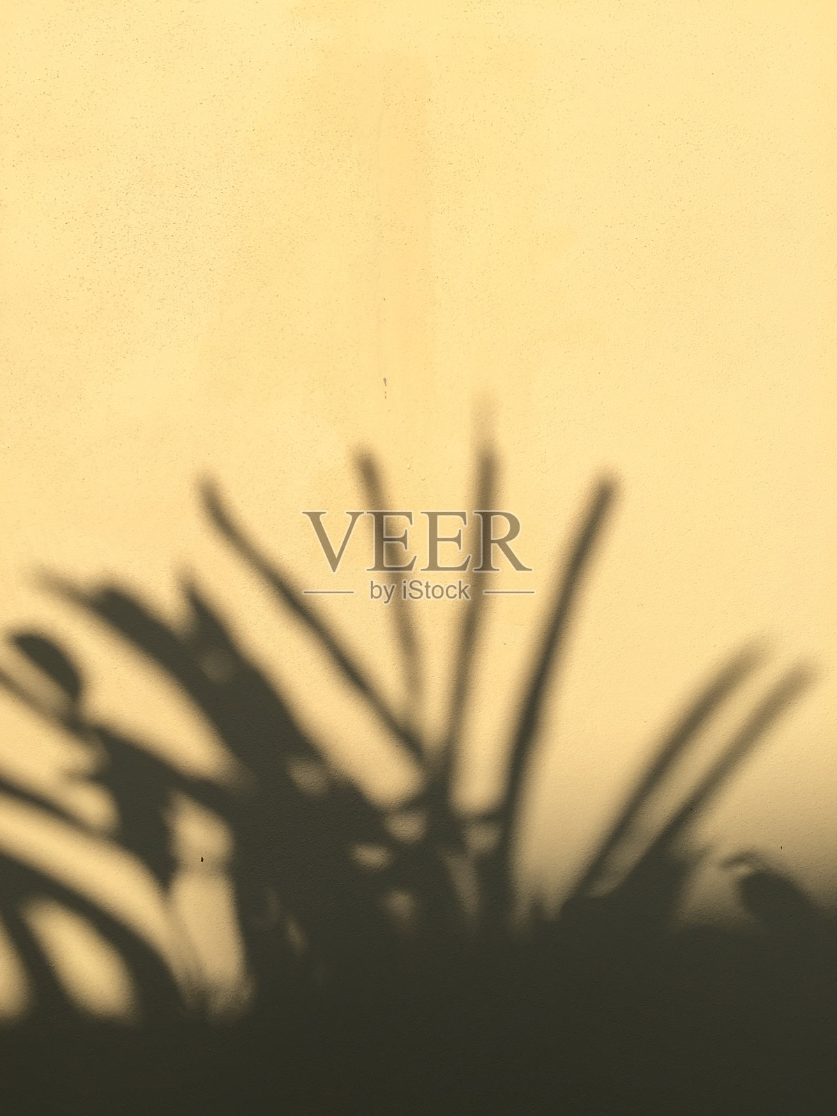 树叶阴影背景上混凝土墙面纹理，树叶树枝遮荫与阳光照片摄影图片