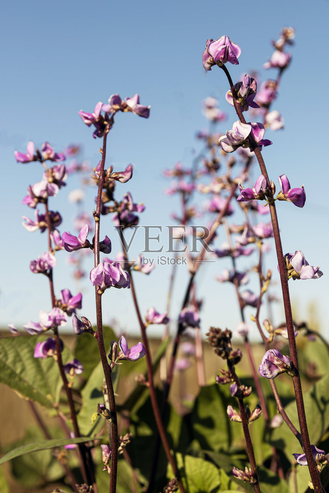风信子的葡萄树照片摄影图片