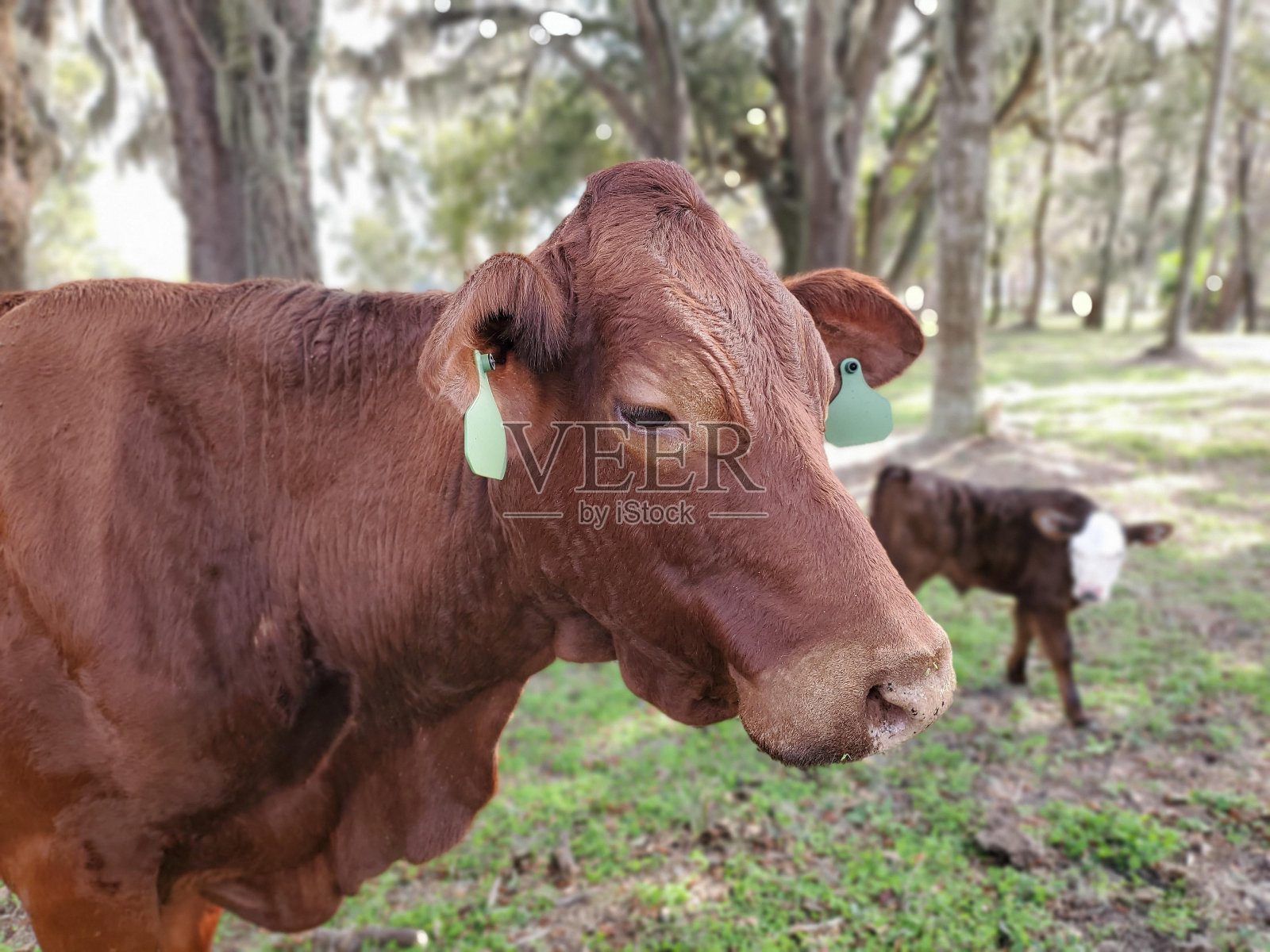 植物树木工作动物自然景观小鹿陆生动物照片摄影图片