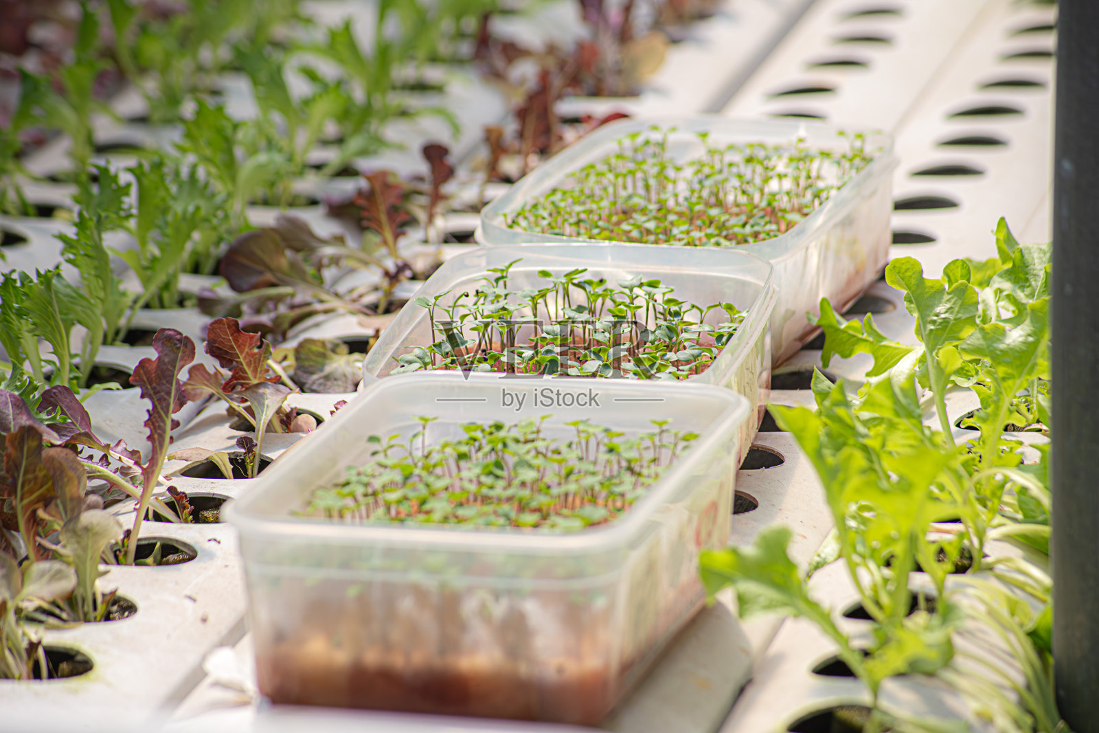 田间蔬菜生菜新鲜有机农场。近距离水培蔬菜种植园绿色沙拉栽培农场。绿色农场的绿色橡树生菜沙拉。沙拉农场蔬菜绿橡树生菜田照片摄影图片