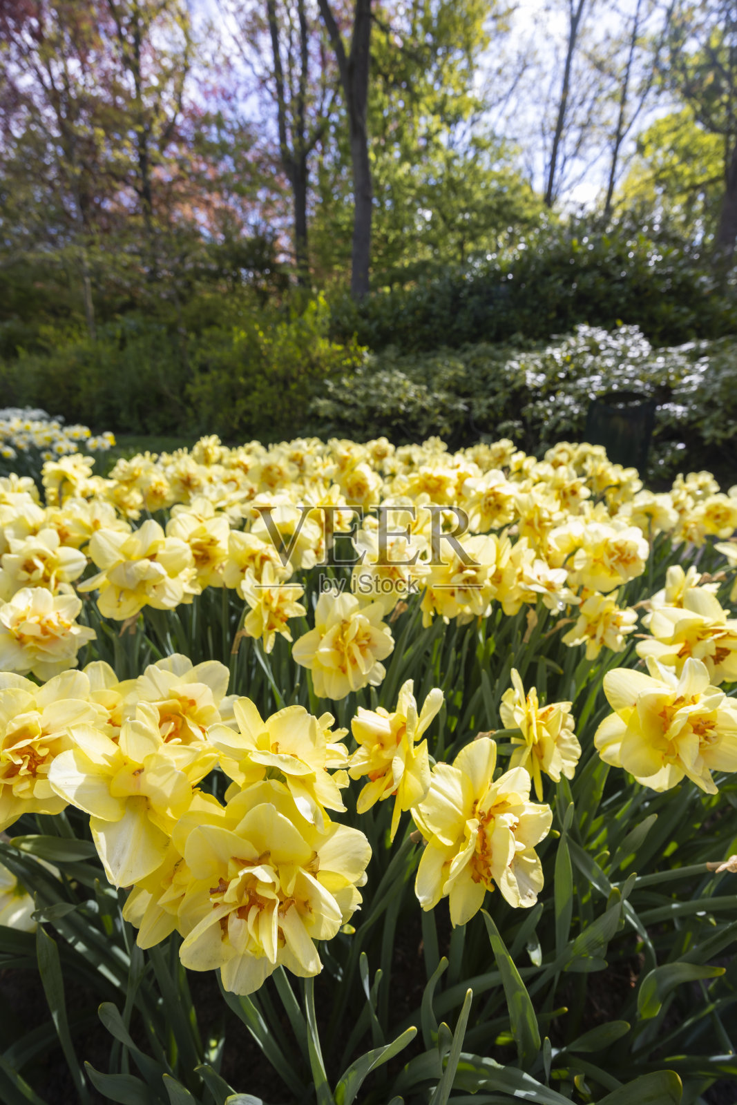 金秋水仙，水仙或金秋水仙，库肯霍夫花园，利塞，荷兰照片摄影图片