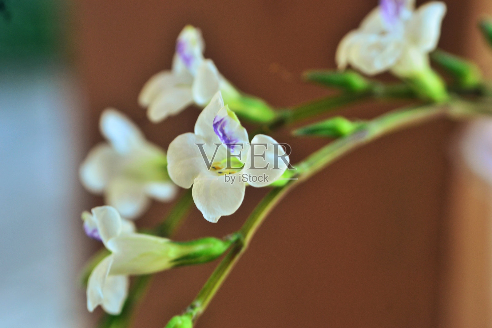 盛开的白花照片摄影图片