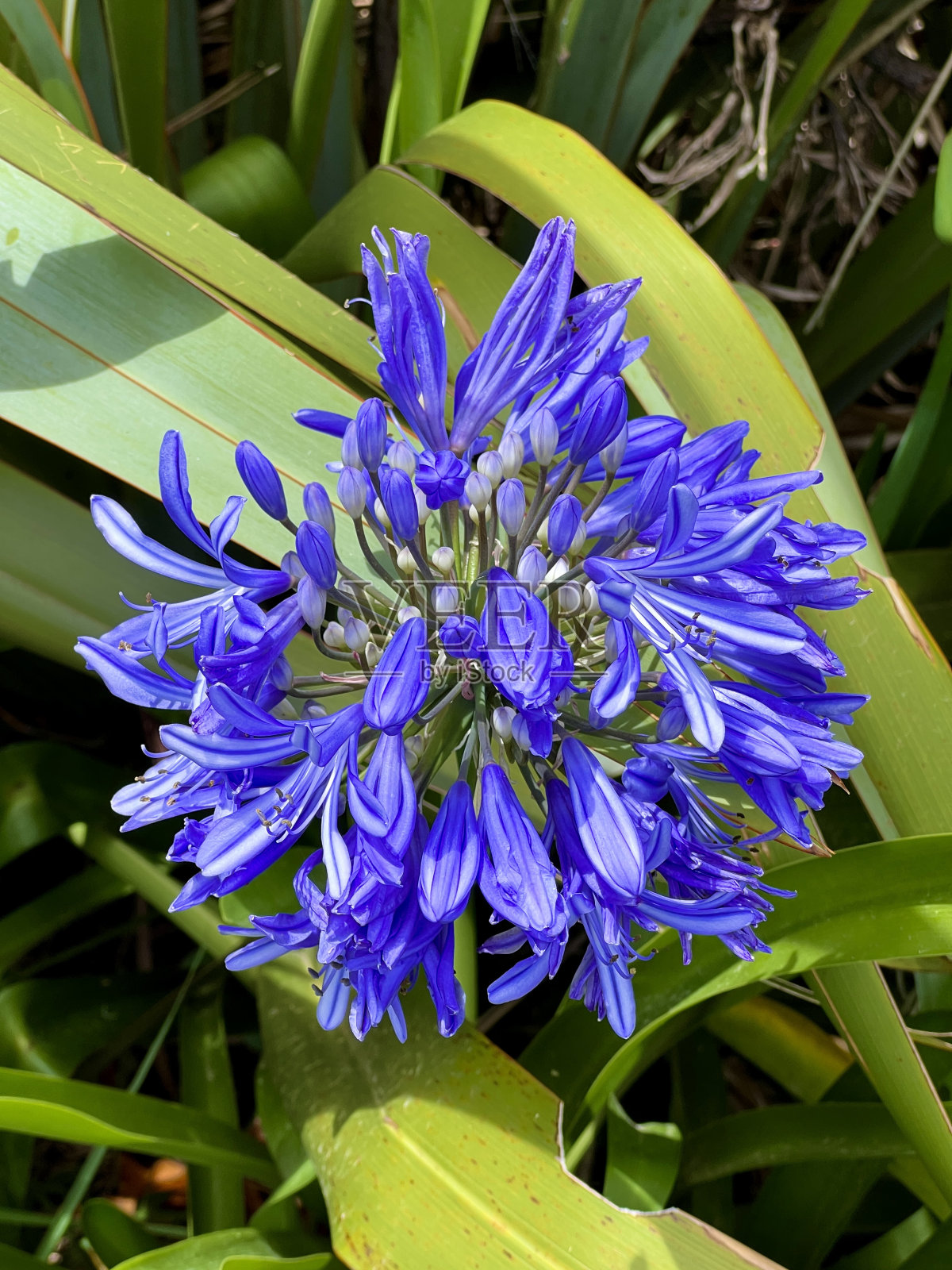 百子莲照片摄影图片