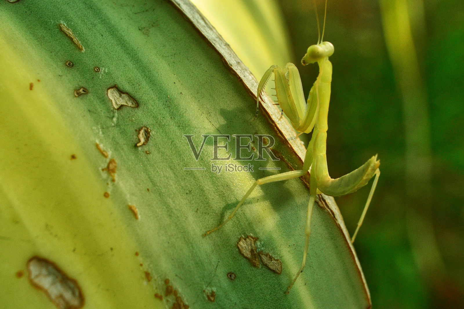 螳螂照片摄影图片