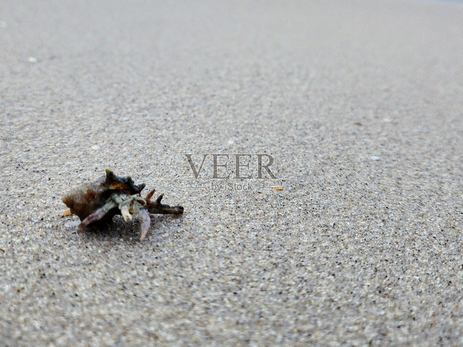 寄居蟹照片摄影图片