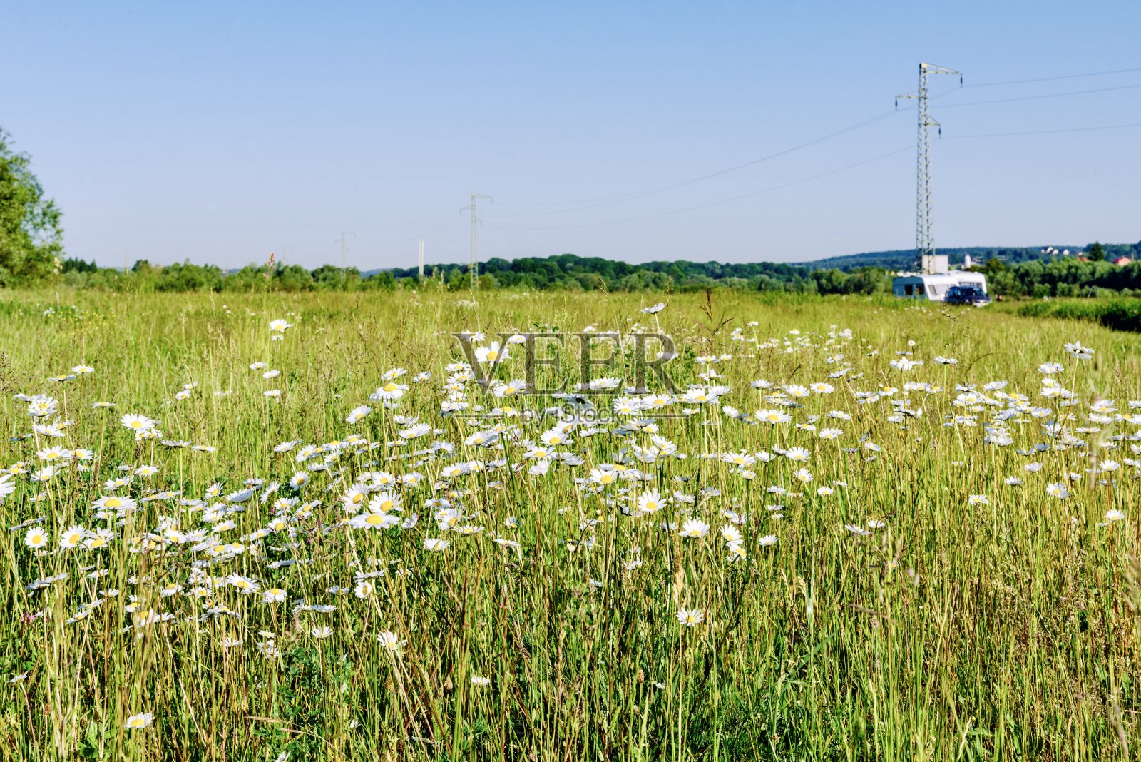 白色花园洋甘菊(拉丁语Matricária)特写。照片摄影图片