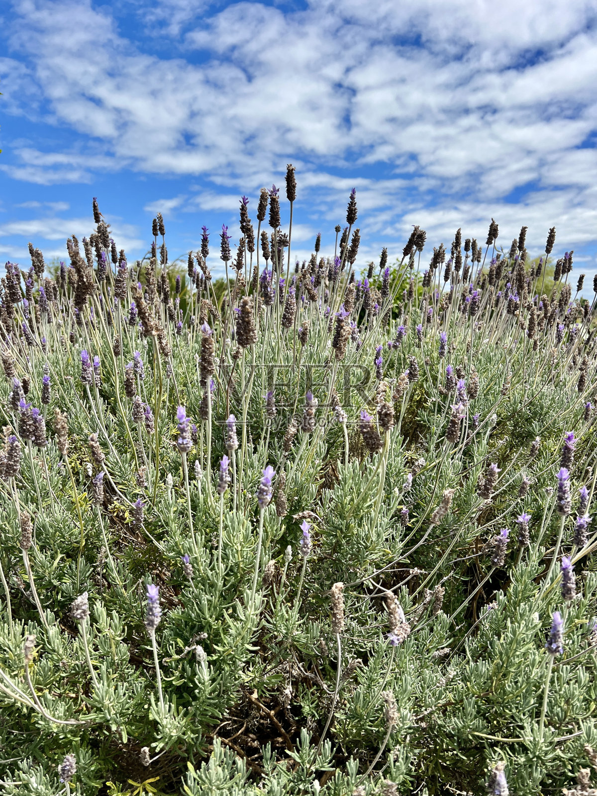 薰衣草农场照片摄影图片