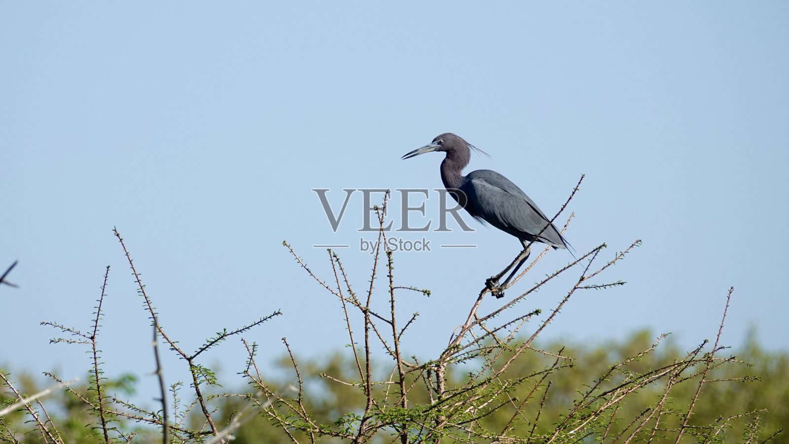 小蓝鹭和阳光照片摄影图片
