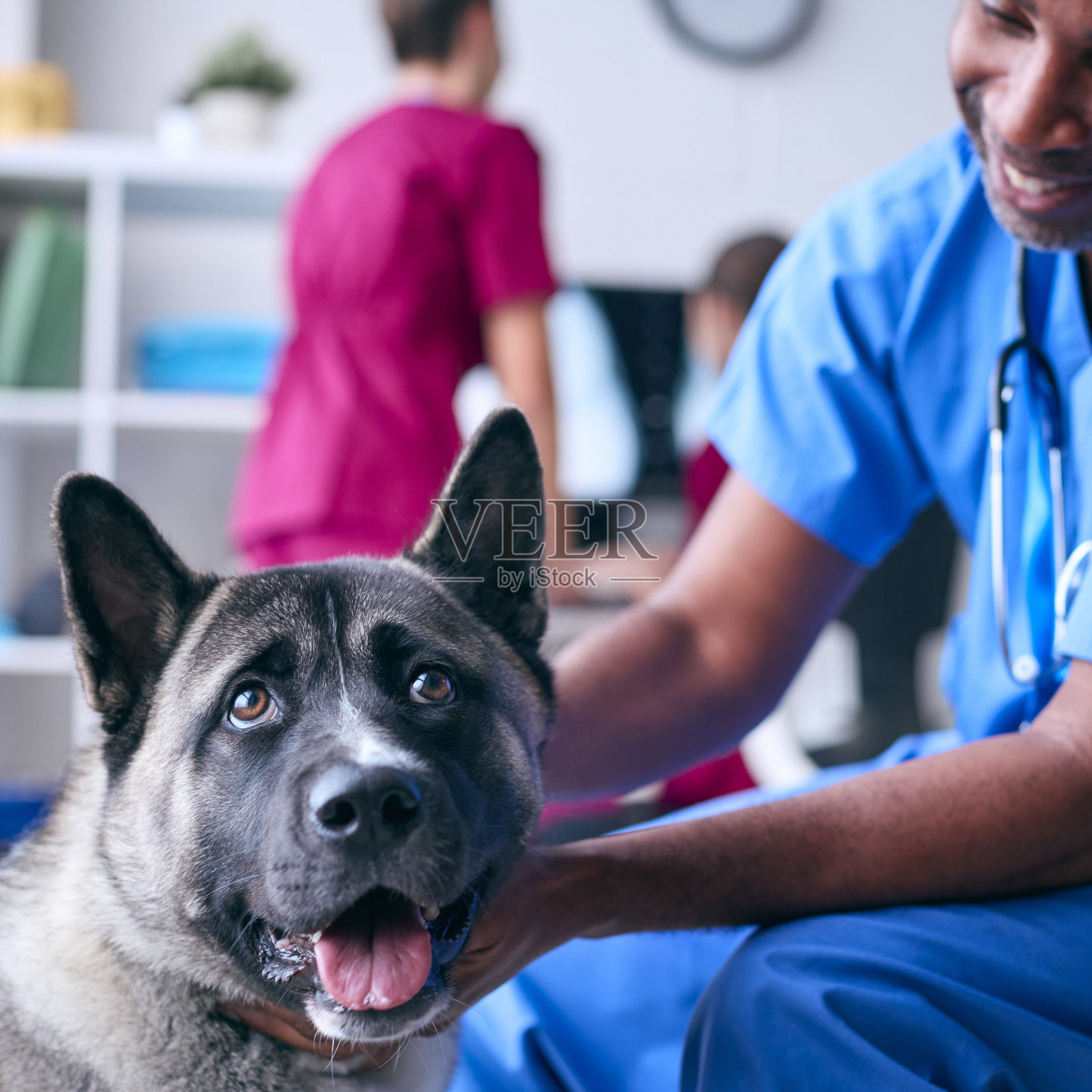 男兽医检查和抚摸宠物秋田犬在手术与同事在电脑后台照片摄影图片